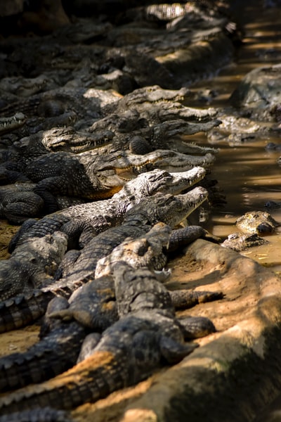 A group of crocodiles
